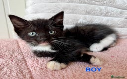 Ragdoll cats for sale: Beautifull X Ragdoll Kittens - Image 4