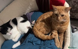 Mixed Breed cats for sale: 2 kittens! - Image 12