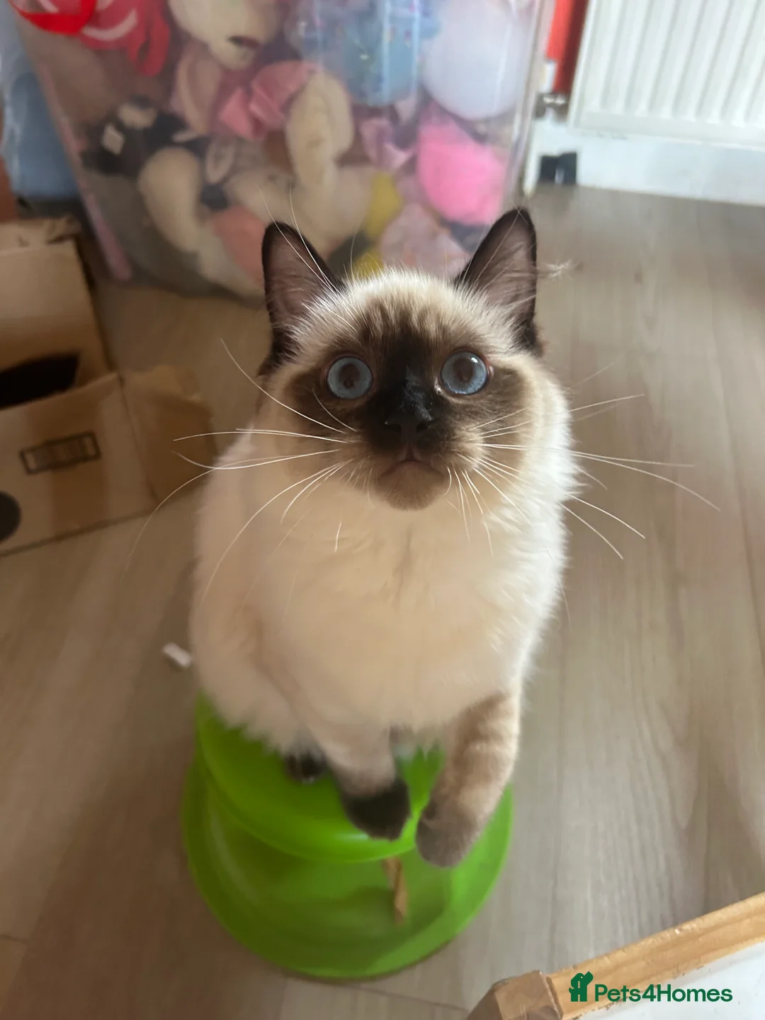 Ragdoll cats for sale: ONLY 2 MALE FULLBRED CHOCOLATE POINTS LEFT🐱🐾💖 in Manchester - Advert 2