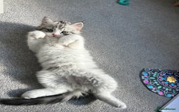 Persian cats for sale: Persian cross kittens  - Image 6