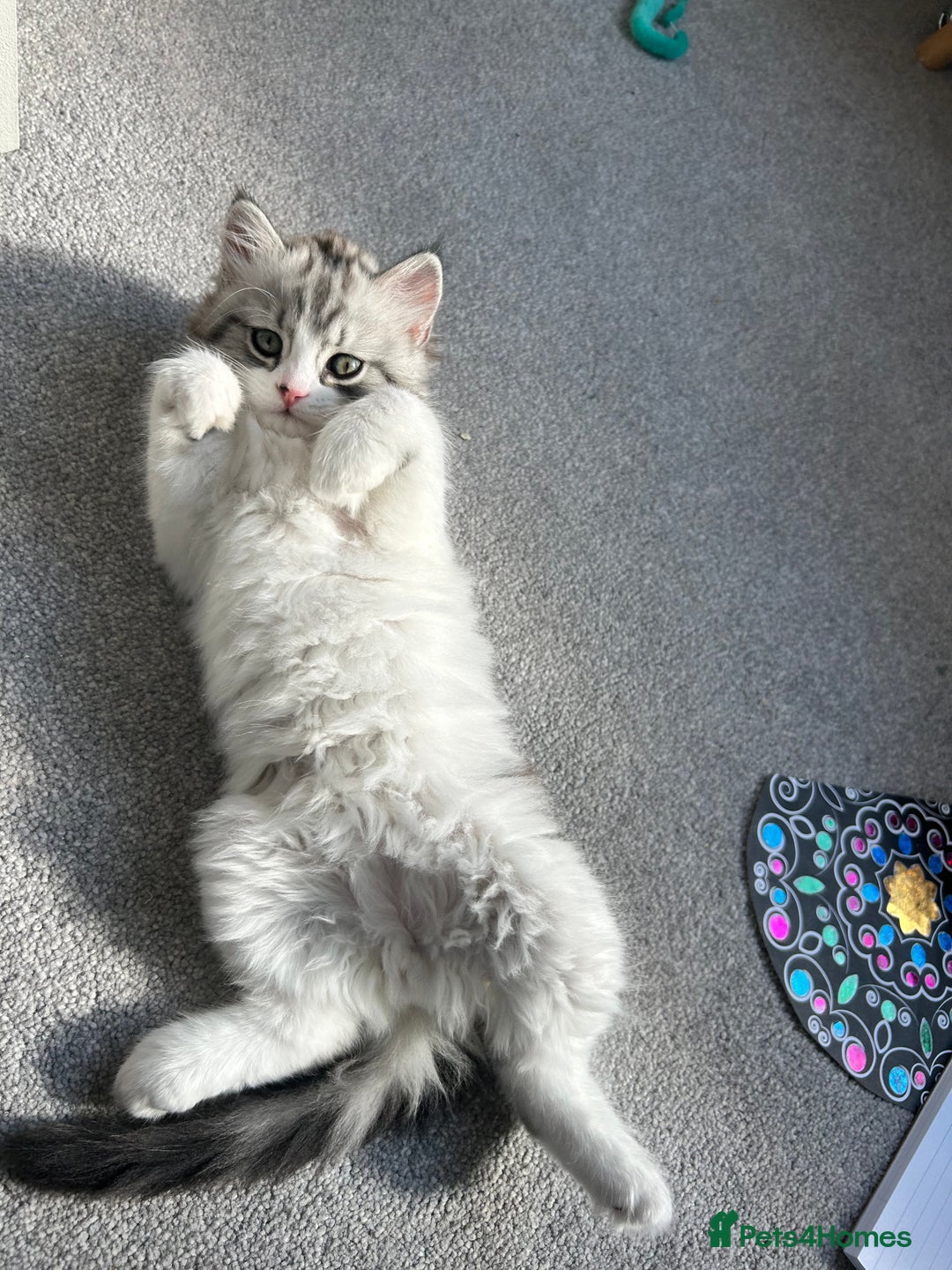 Persian cats for sale: Persian cross kittens  - Image 6