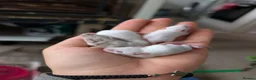Mouse rodents for sale: Male and female fancy mice  - Advert 6