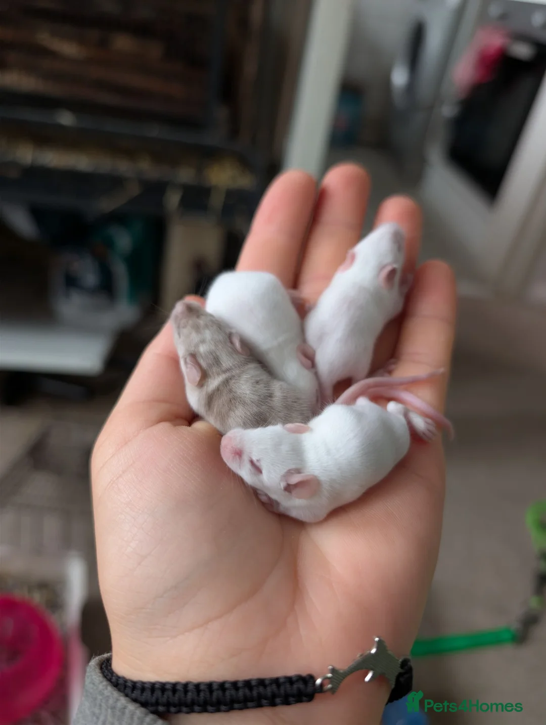 Mouse rodents for sale: Male and female fancy mice  - Advert 6