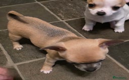 Chihuahua dogs for sale: Chihauhau puppies ready early November - Image 12