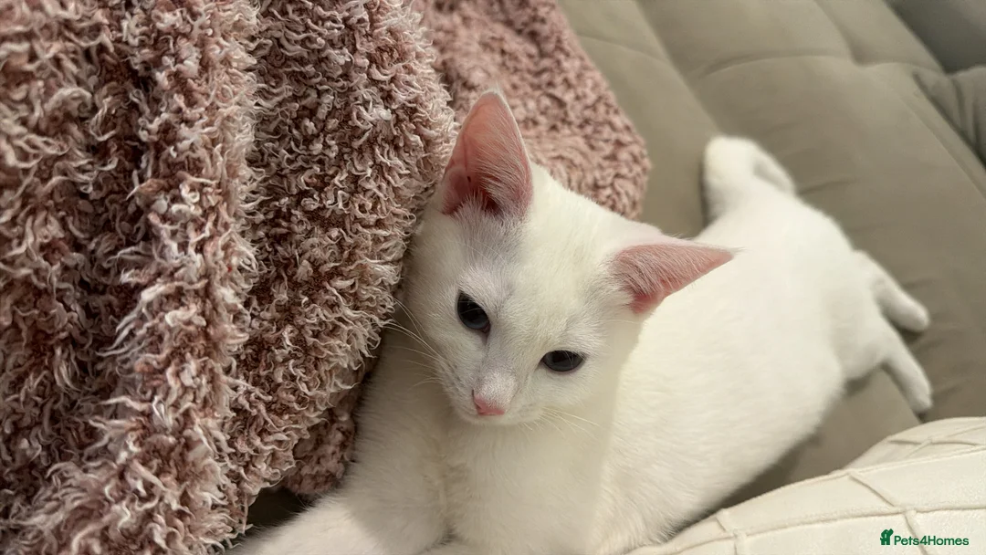 Mixed Breed cats for sale: White blue eyes cat  in London - Advert 1