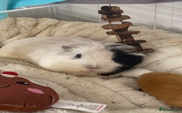 Guinea Pig rodents for sale: Brother Guinea pigs  - Image 4