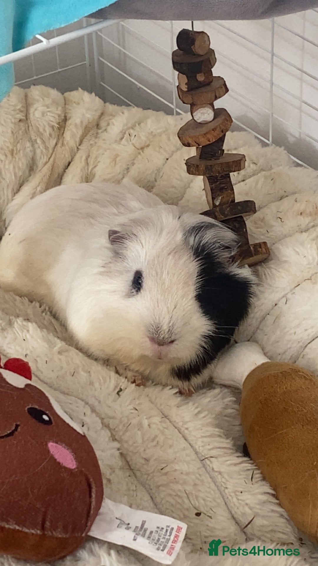 Guinea Pig rodents for sale: Brother Guinea pigs  - Image 4