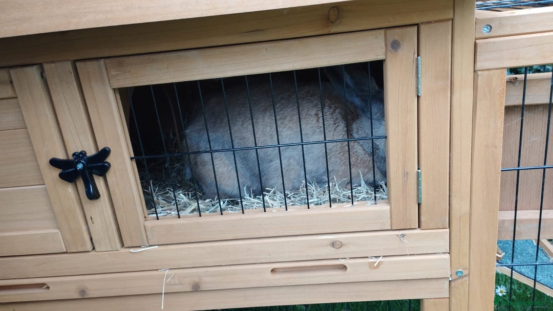 Mini Lop rabbits for sale: Male rabbit and hutch for sale - Image 4