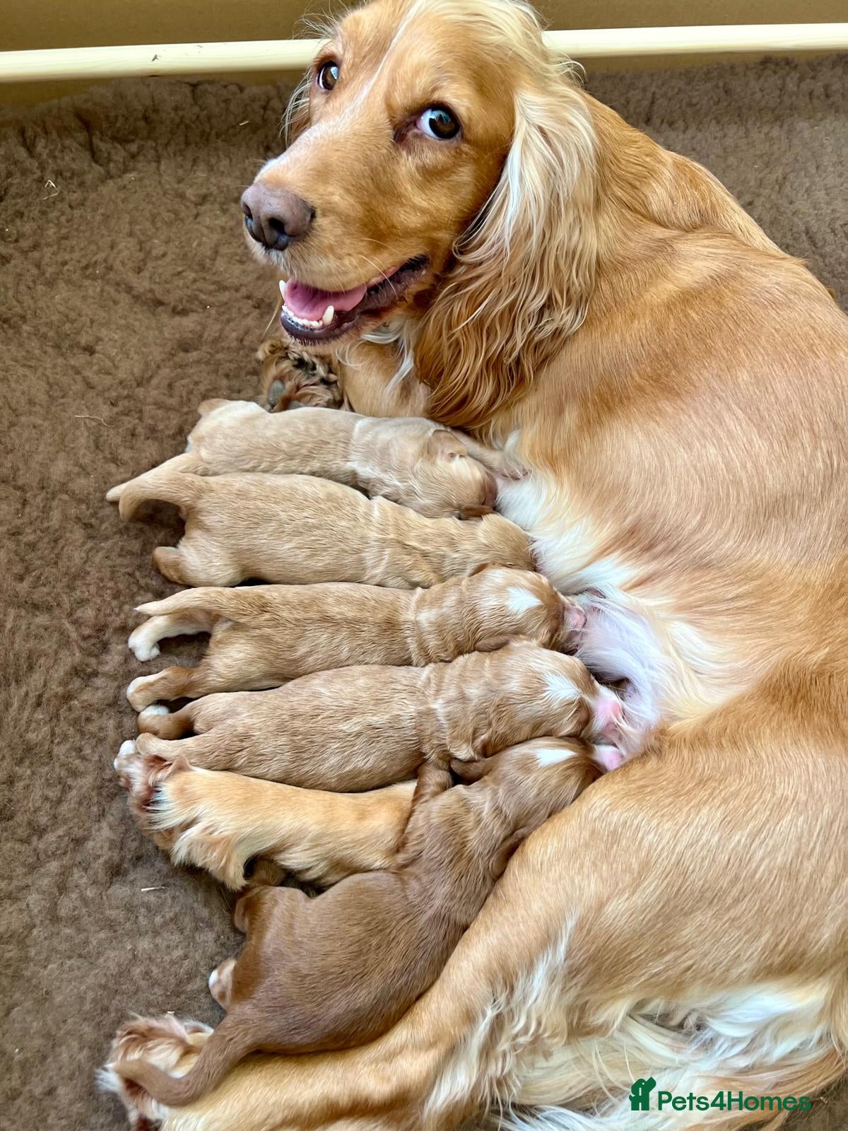 Cocker Spaniel dogs for sale: KC Registered Golden & Red Working Cocker puppies - Advert 1