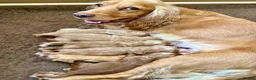 Cocker Spaniel dogs for sale: KC Registered Golden & Red Working Cocker puppies in Kendal - Advert 1