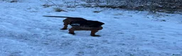 Bavarian Mountain Hound dogs for sale: 3yo Bavarian mountain hound  - Advert 2