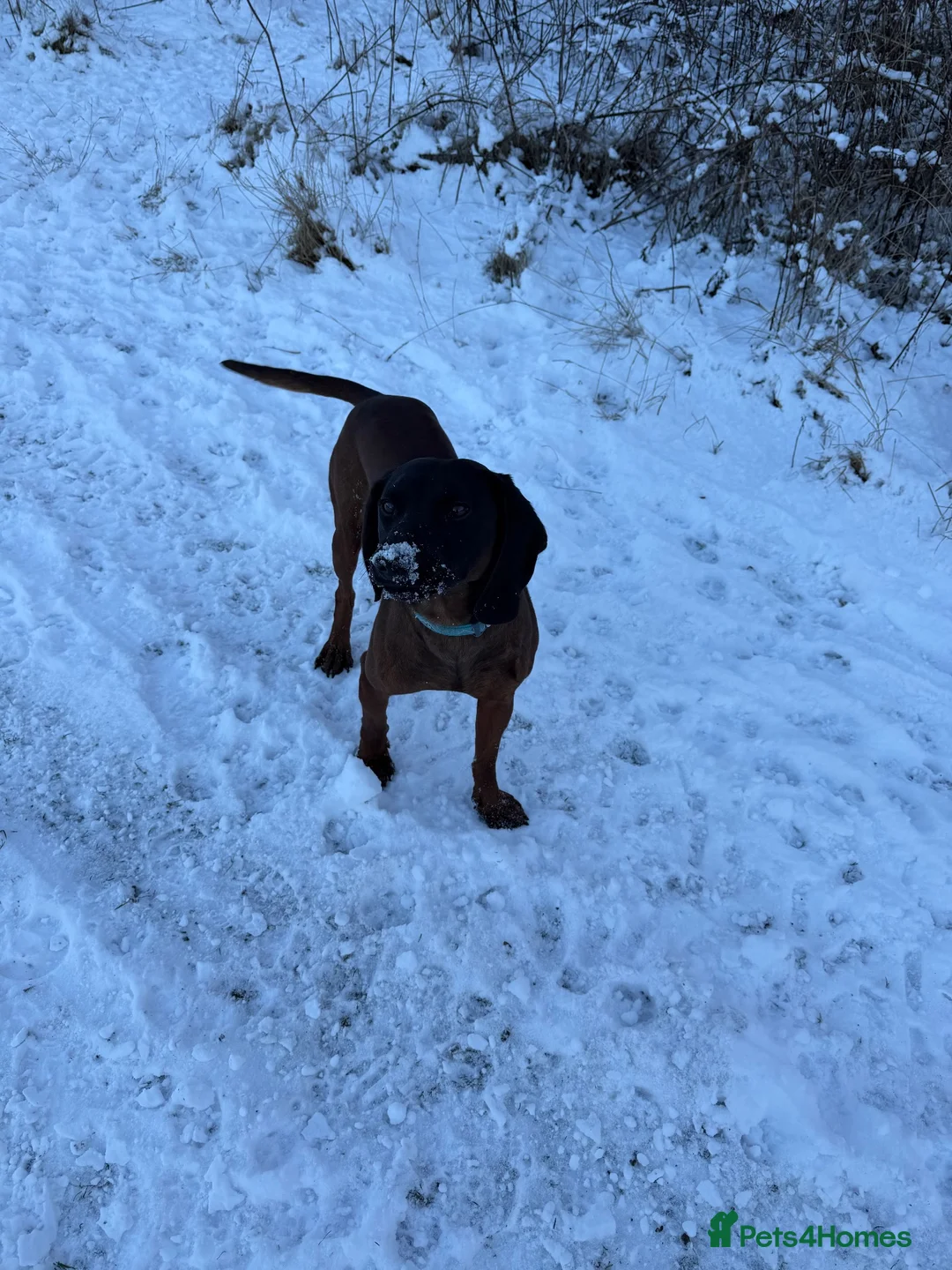 Bavarian Mountain Hound dogs for sale: 3yo Bavarian mountain hound  - Advert 2