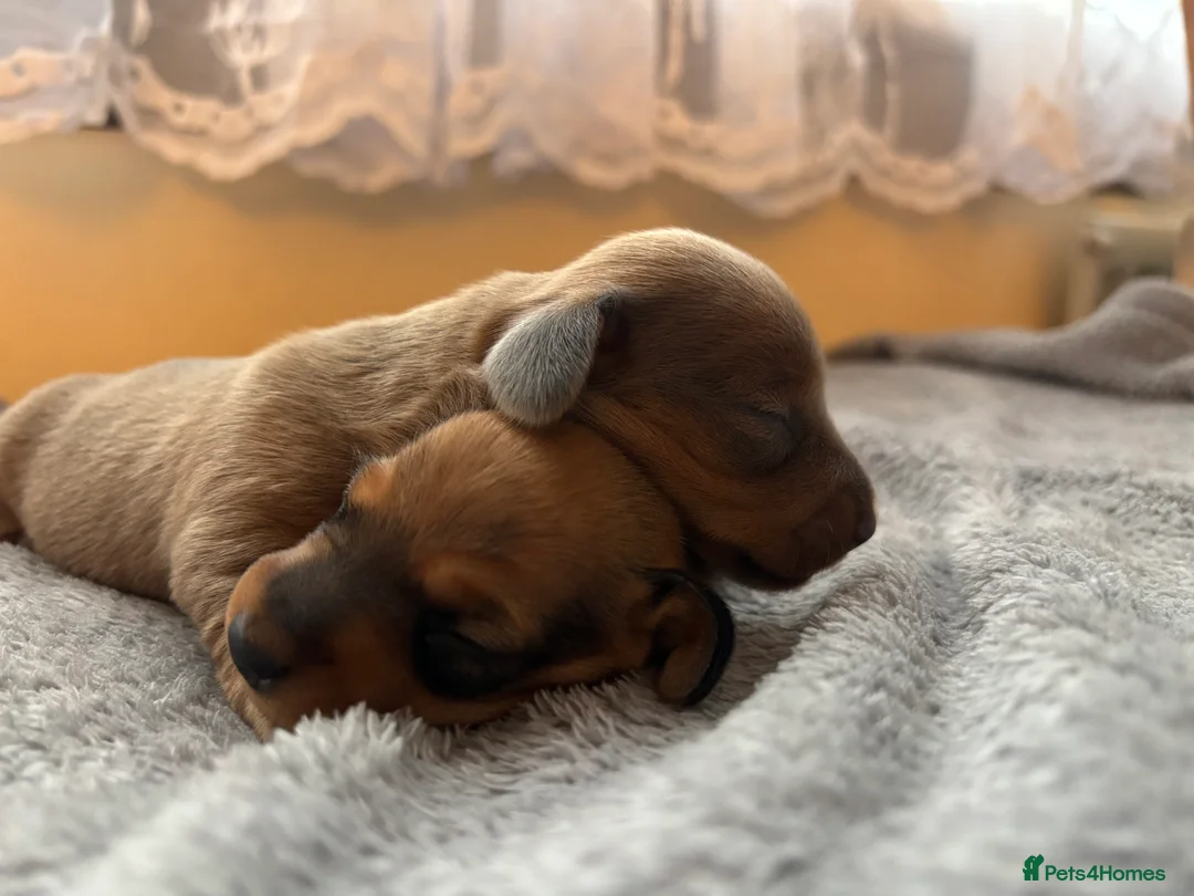 Miniature Dachshund dogs for sale: Miniature dachshund puppies  - Advert 12