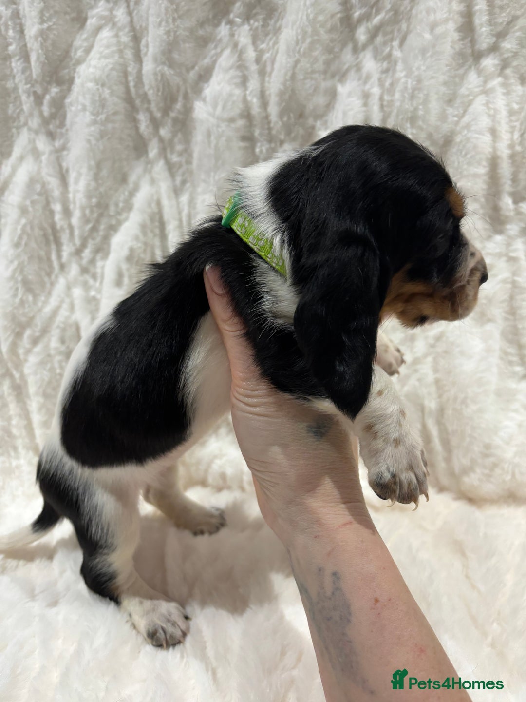Basset Hound dogs for sale: Bassett hound puppies  - Advert 35