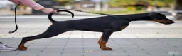 Dobermann dogs for sale: WAITLIST 2026 CEZARBLUE KC LICENSED BREEDER ⭐️ - Advert 22