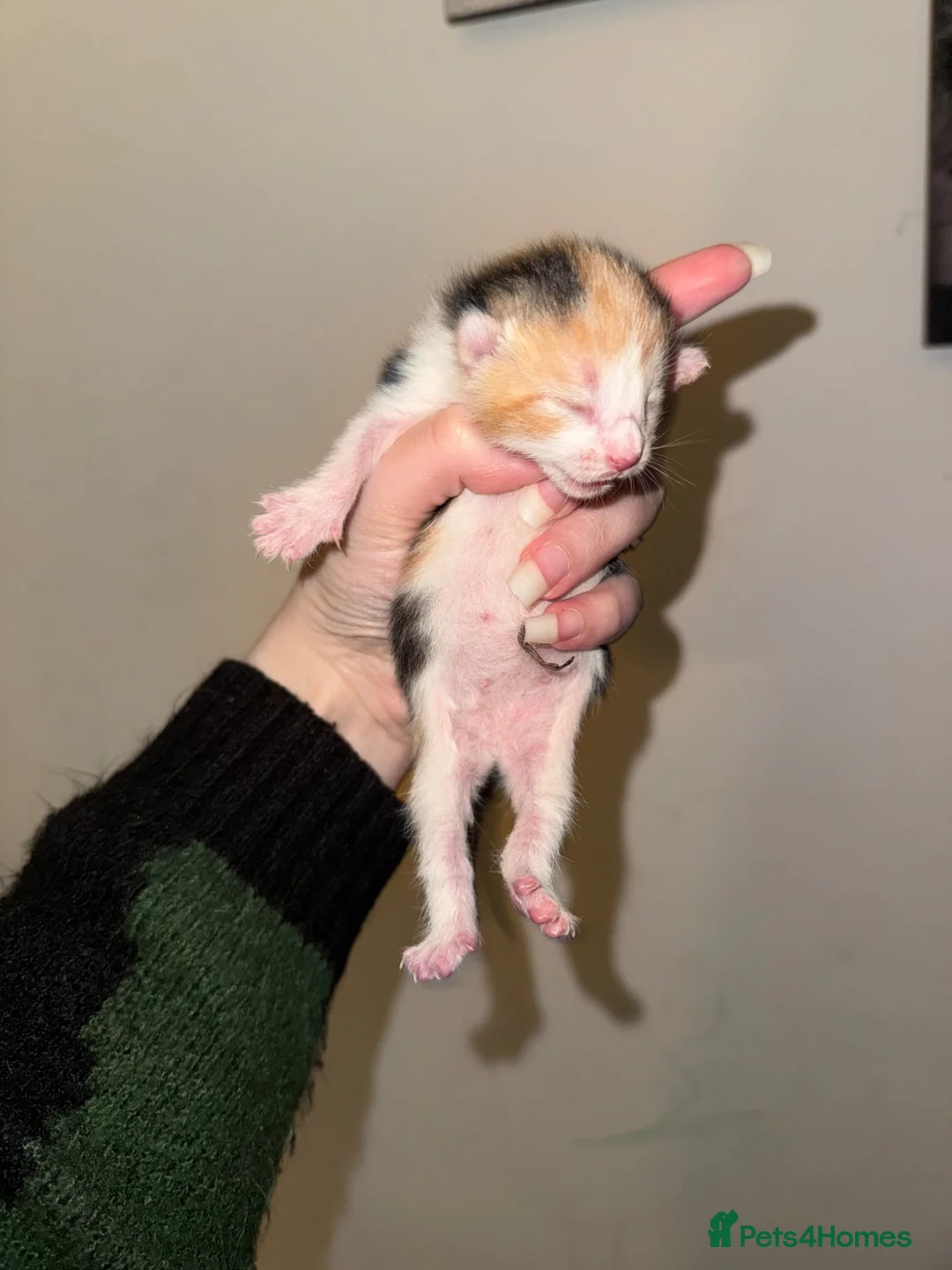 Mixed Breed cats for sale: 4 beautiful kittens ALL NOW RESERVED - Advert 11