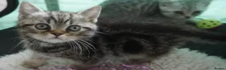 British Shorthair cats for sale: British Shorthair Kittens - Advert 16
