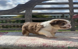 English Bulldog dogs for sale: Quality English bulldog pups fluffy LAST BOY - Image 7