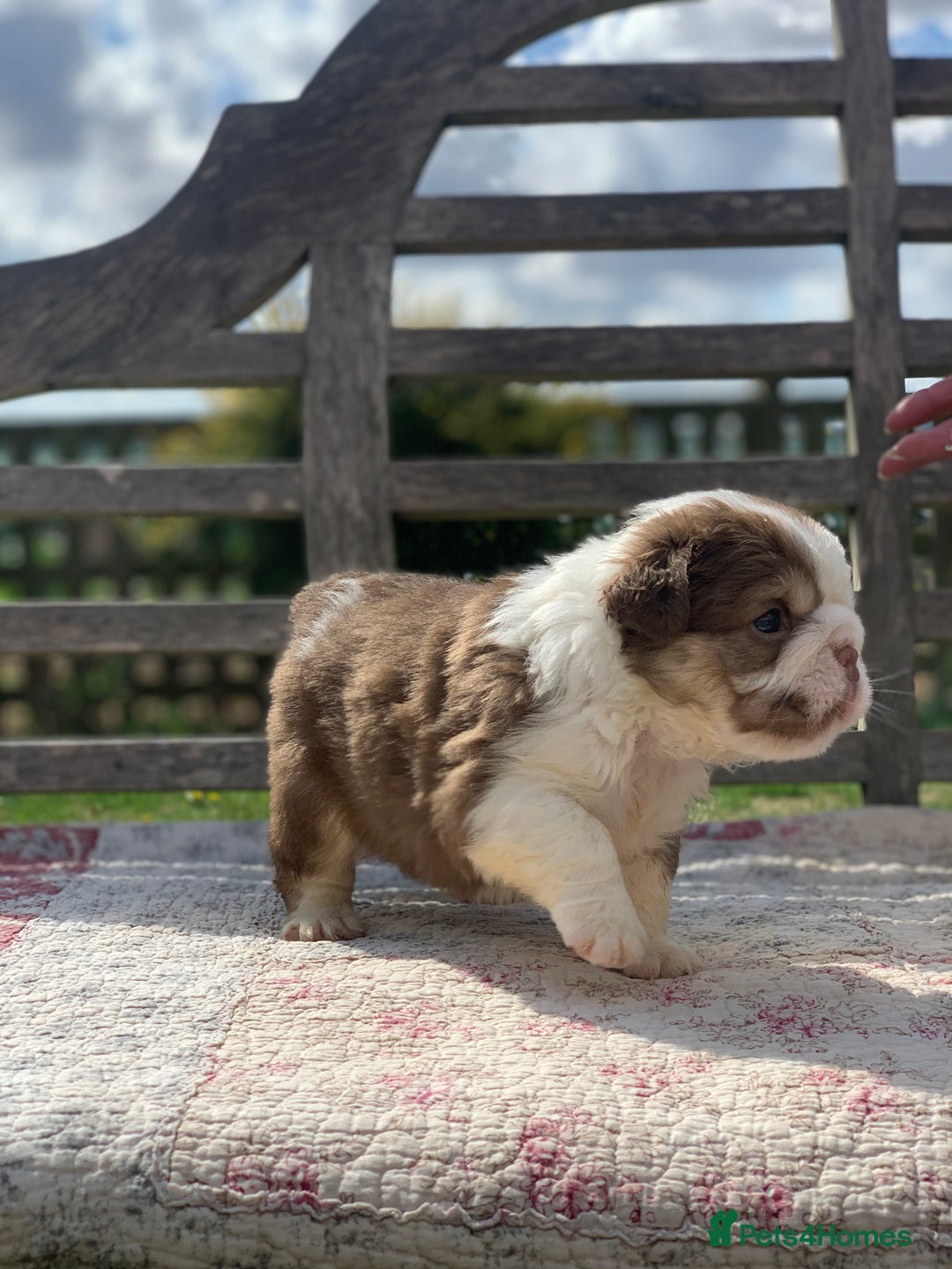 English Bulldog dogs for sale: Quality English bulldog pups fluffy LAST BOY - Image 7
