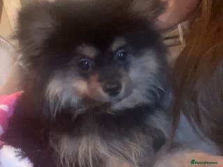 Pomeranian dogs Milo 6 Month old Pomeranian Teddy Bear puppy - Advert 1