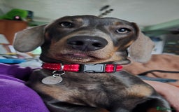 Dachshund dogs for stud: For Stud - Image 4