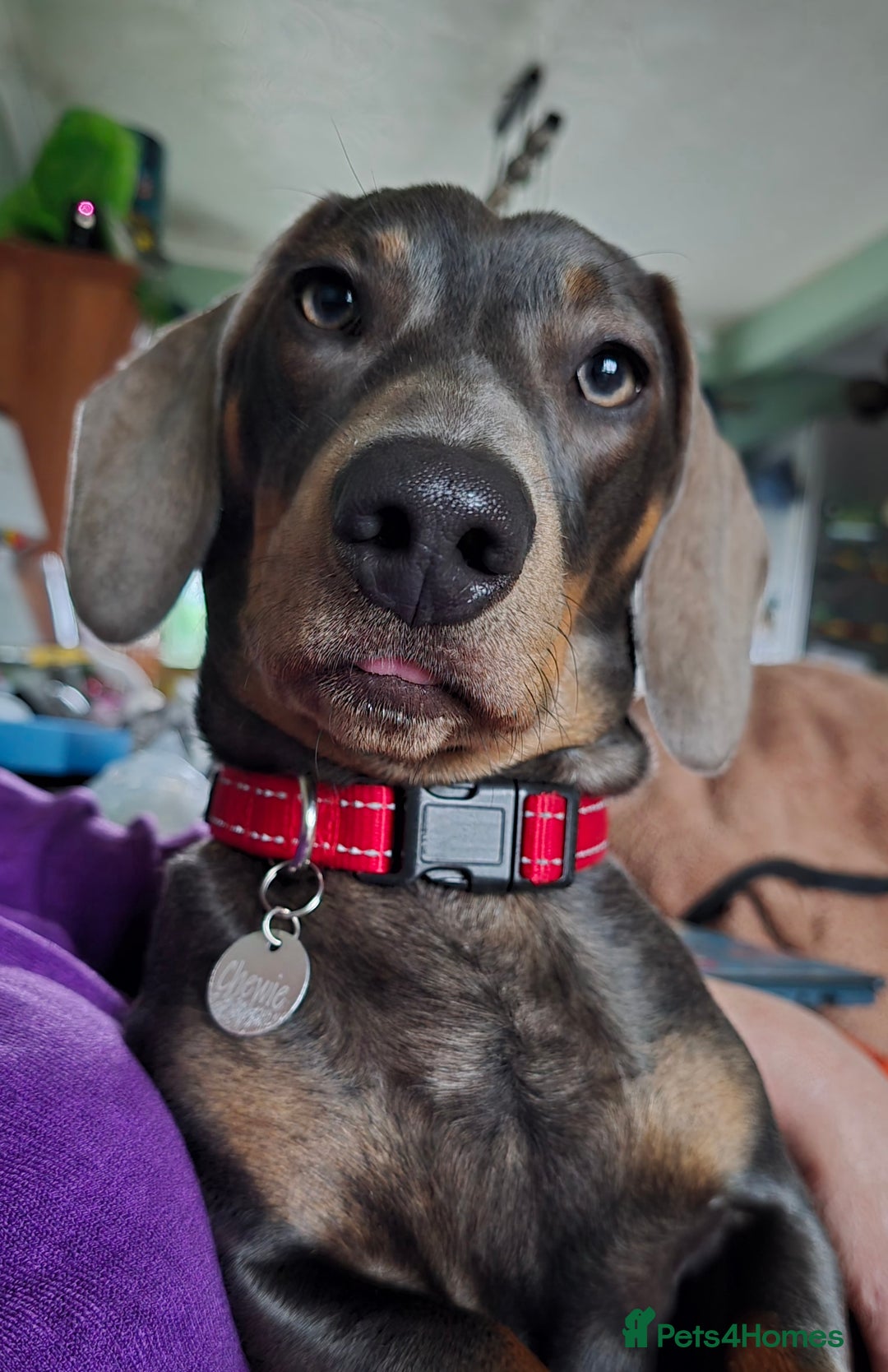 Dachshund dogs for stud: For Stud - Image 4