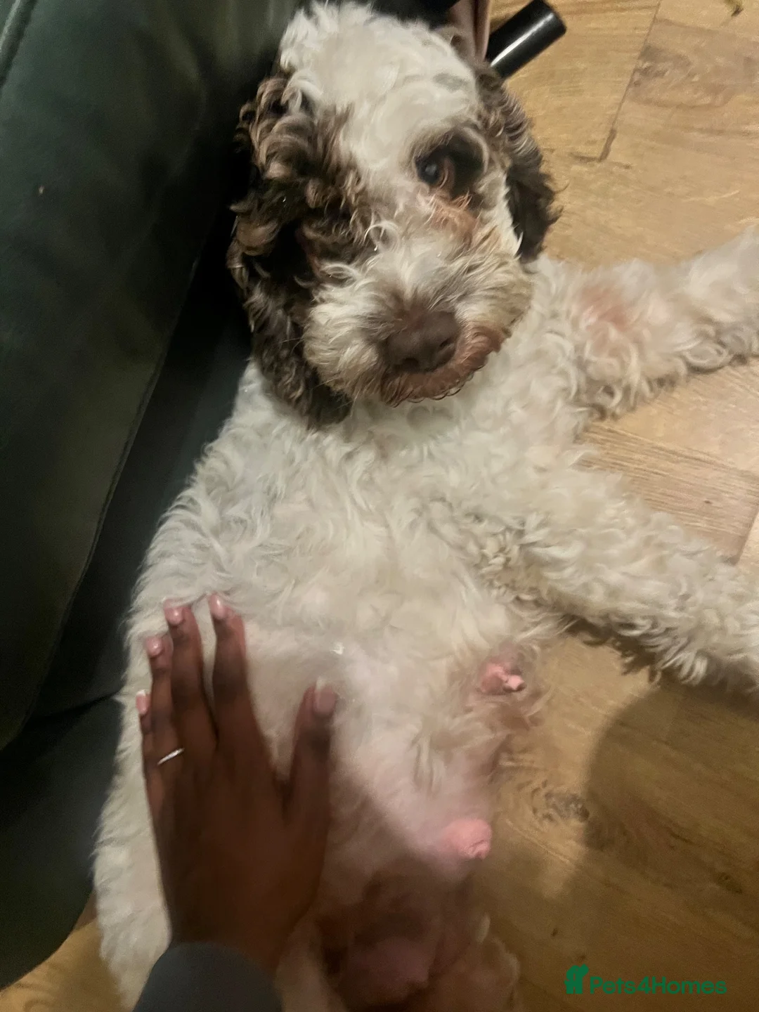 Cockapoo dogs for sale: Litter of lovely Cockapoos - Advert 1