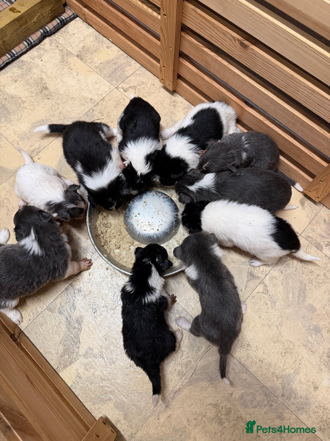 Border Collie dogs for sale: 10 amazing puppies - Advert 4