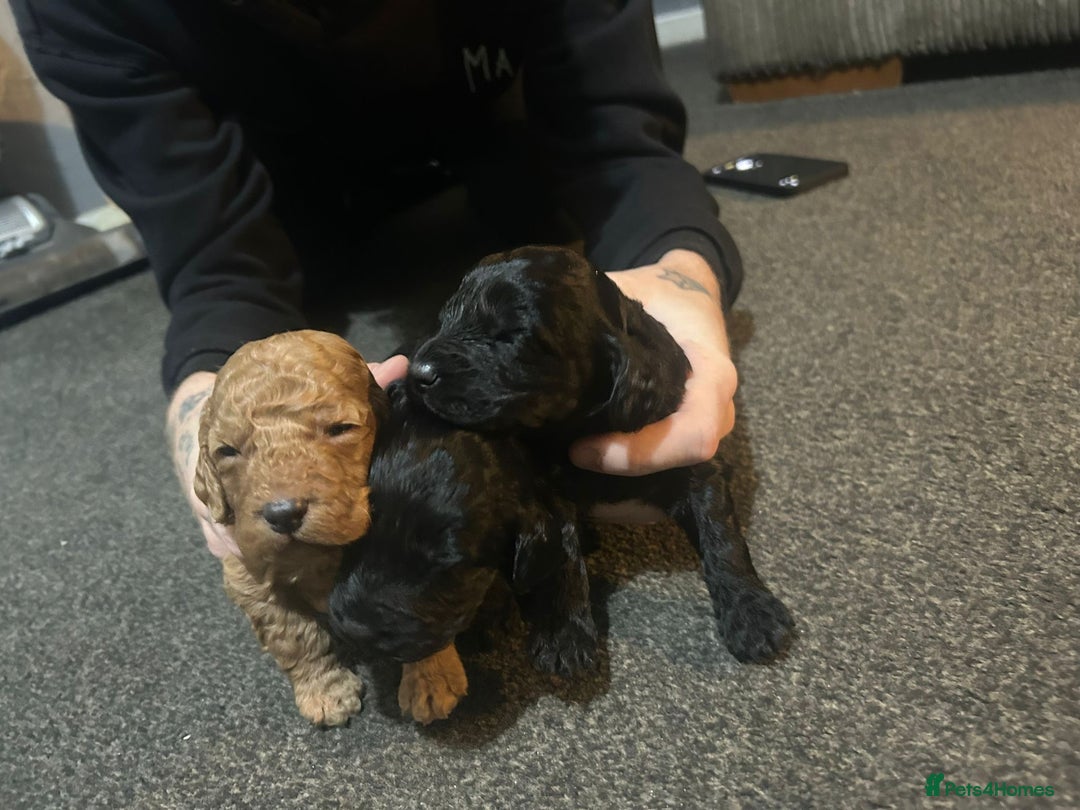 Cockapoo dogs for sale: COCKAPOO PUPS FOR RESERVE - Advert 2