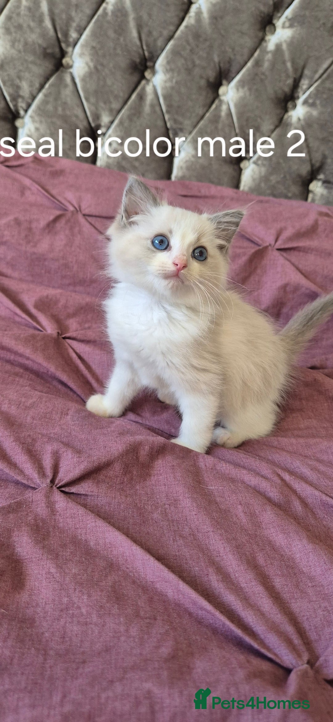 Ragdoll cats for sale: 3 Tica Registered Males For Sale - Image 19