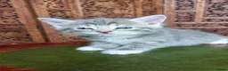 Siberian cats for sale: Cute mixed Siberian kittens in Dagenham - Advert 14