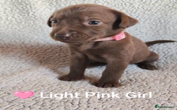 Labrador Retriever dogs for sale: Adorable Labrador Retriever Puppies  - Image 9