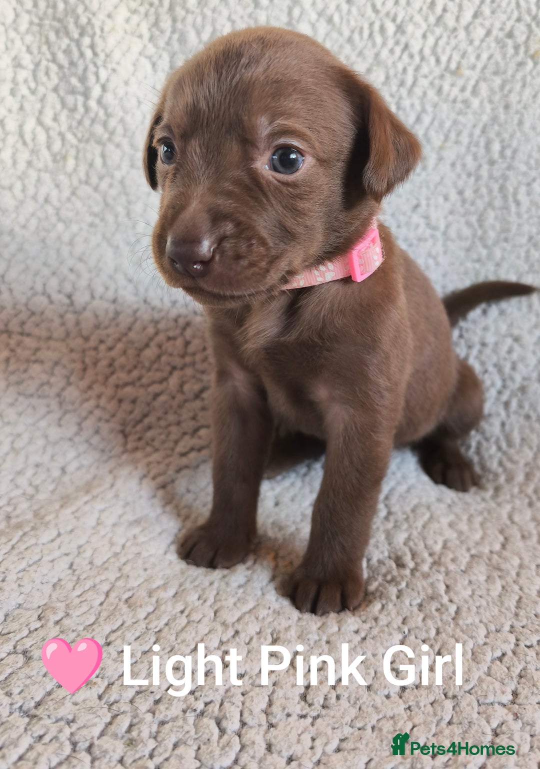 Labrador Retriever dogs for sale: Adorable Labrador Retriever Puppies  - Image 9