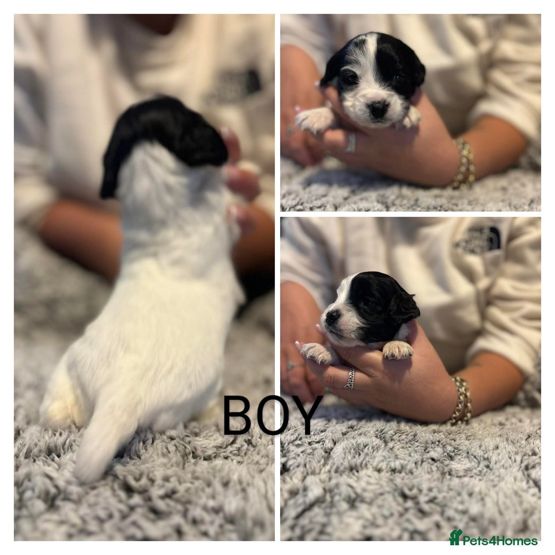 Mixed Breed dogs for sale: Cockapoo's  - Advert 2