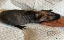 Guinea Pig rodents for sale: Skinny pig and smooth haired Guinea pigs - Image 16