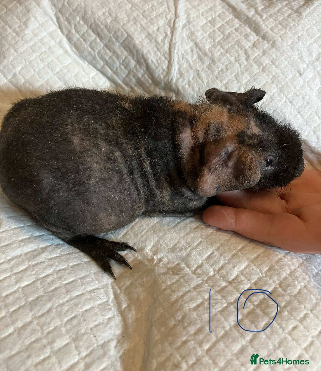 Guinea Pig rodents for sale: Skinny pig and smooth haired Guinea pigs - Image 16