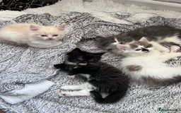 Mixed Breed cats for sale: Beautiful fluffy kittens  - Image 15