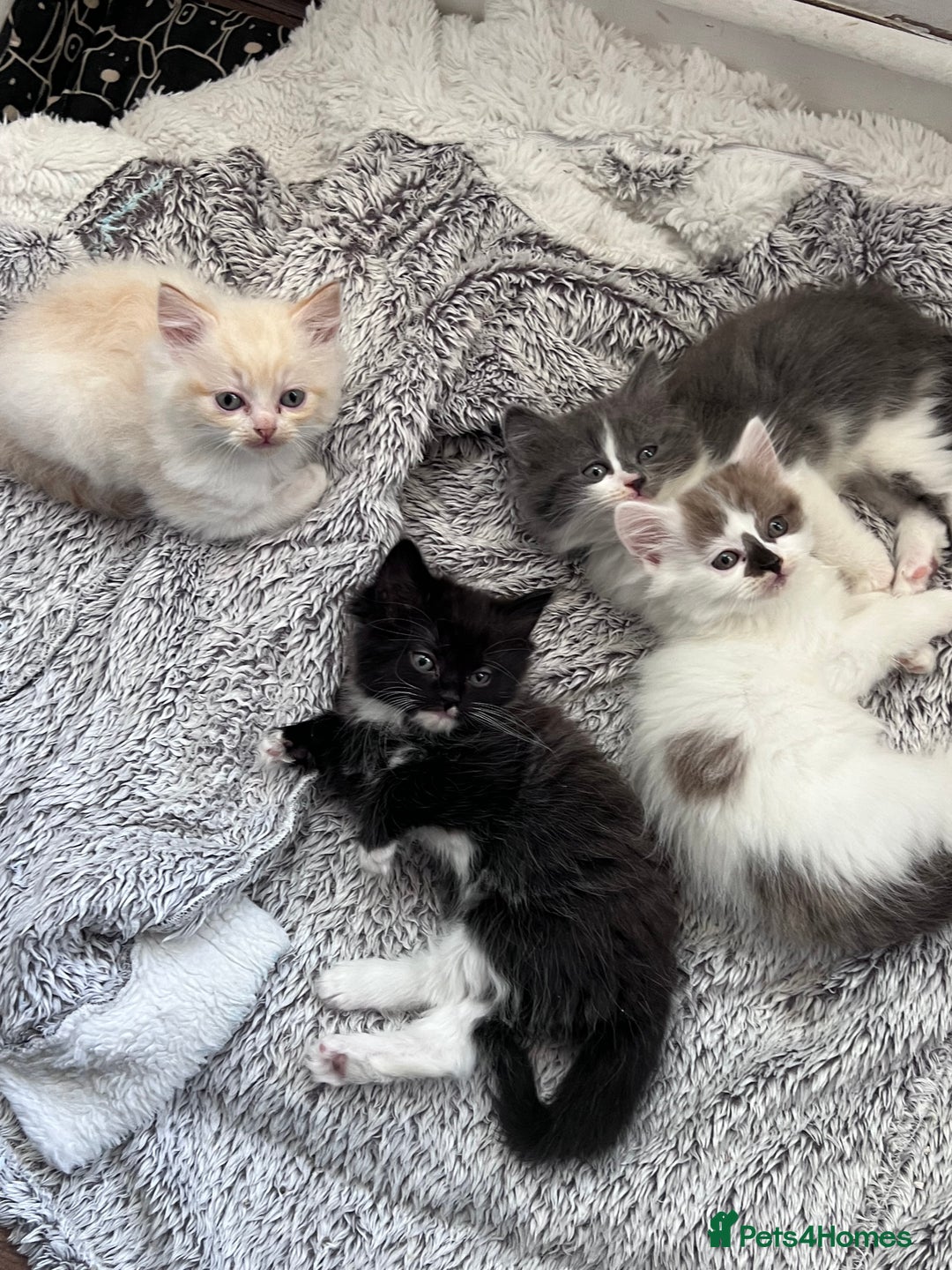 Mixed Breed cats for sale: Beautiful fluffy kittens  - Image 15