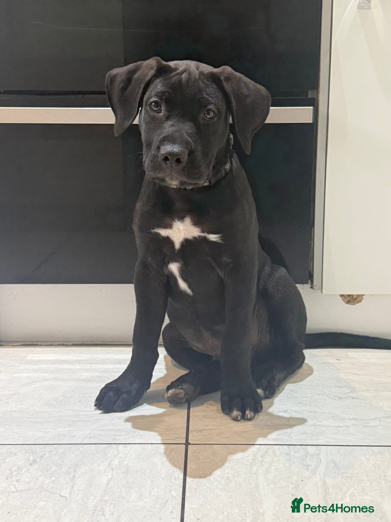 Cane Corso dogs 4 months old puppy for sale  - Advert 1