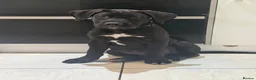 Cane Corso dogs for sale: 4 months old puppy for sale  in Leeds - Advert 1