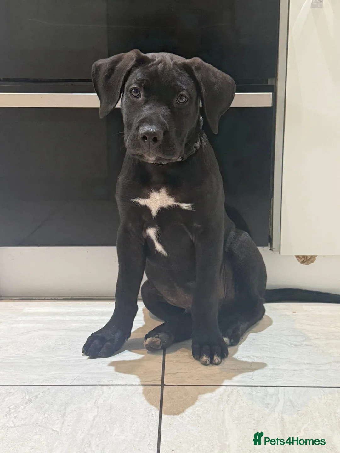 Cane Corso dogs for sale: 4 months old puppy for sale  in Leeds - Advert 1