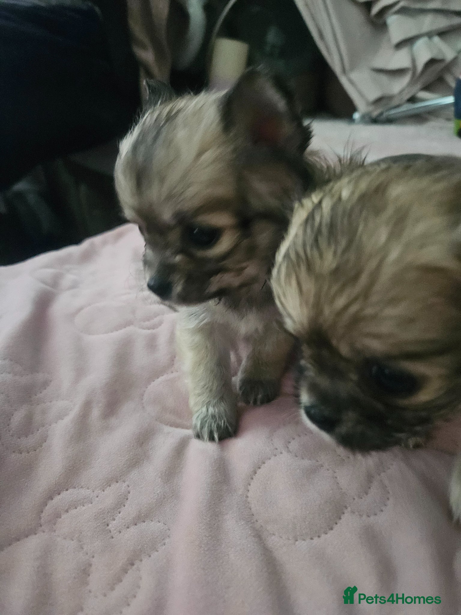Pomchi dogs 2 female longhair pomchi pups - Advert 1