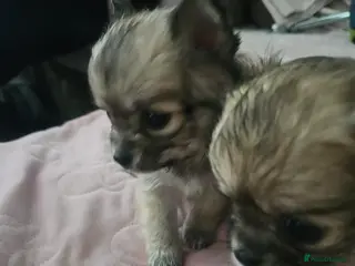 Pomchi dogs 2 female longhair pomchi pups - Advert 1