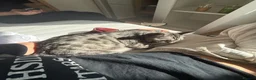 Bengal cats for sale: Bengal cat looking for a loving forever home in London - Advert 3
