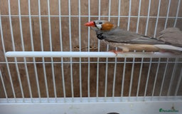 Finches birds for sale: Zebra finchs  - Image 1