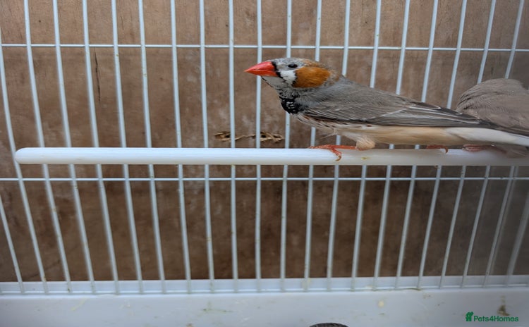 Finches birds - Advert 11