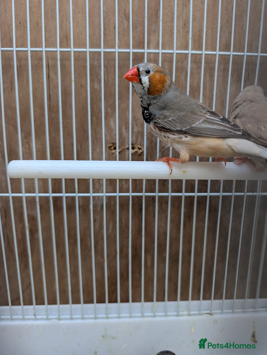 Finches birds for sale: Zebra finchs  - Image 1