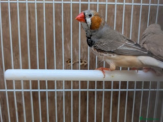 Finches birds - Advert 3