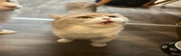Mixed Breed cats for sale: BSH X RAGDOLLS X SCOTTISH FOLD in Rotherham - Advert 8