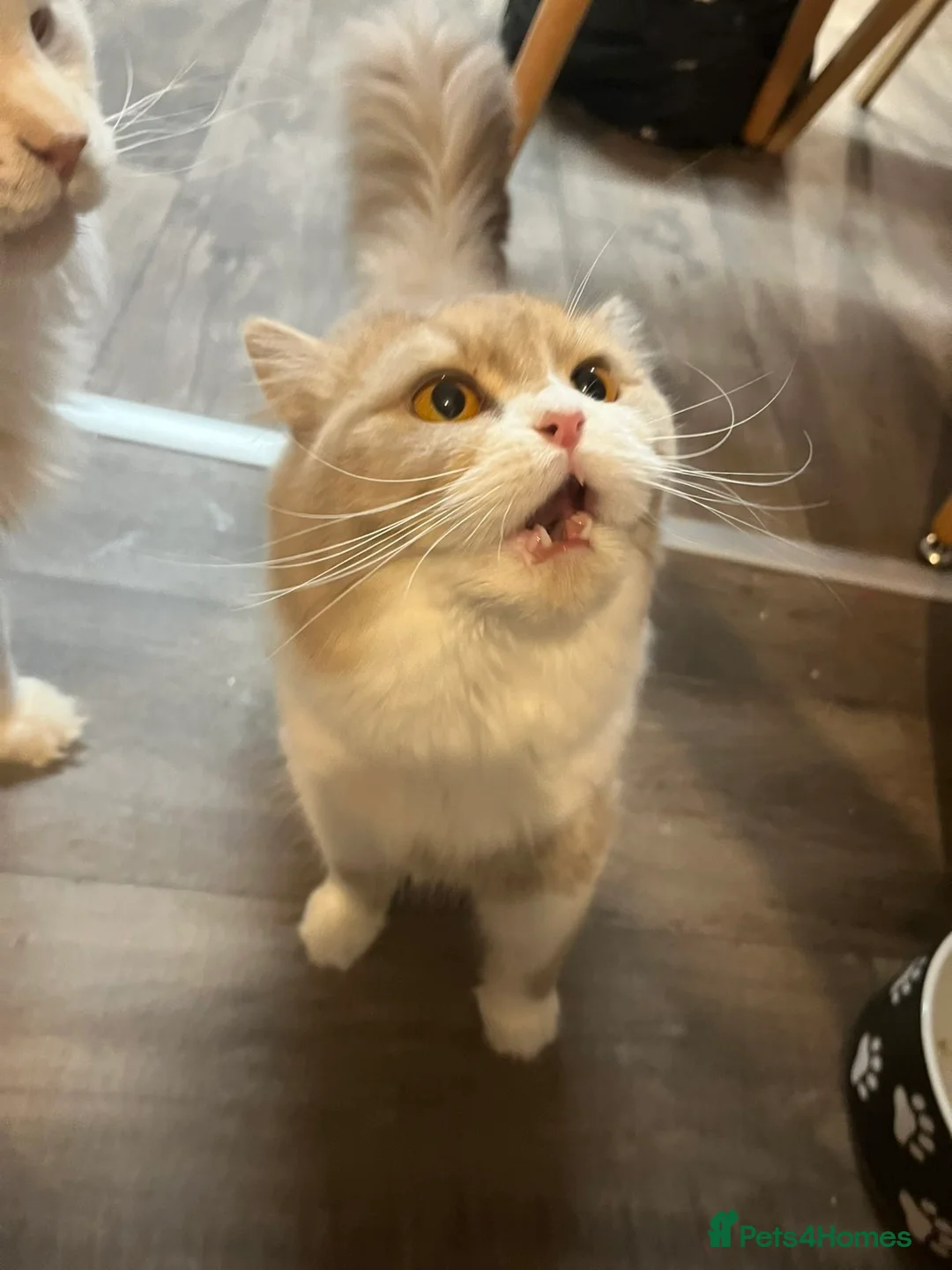 Mixed Breed cats for sale: BSH X RAGDOLLS X SCOTTISH FOLD in Rotherham - Advert 8